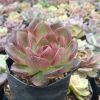 Black Witch Echeveria plant with deep black leaves