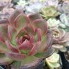 Echeveria Black Witch Hybrid Succulent in a garden setting