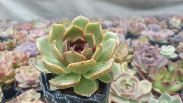 Echeveria Agavoides Black Queen Succulent in a decorative pot