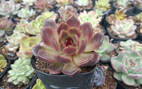 Beautiful Echeveria Black Witch Hybrid plant in a decorative pot