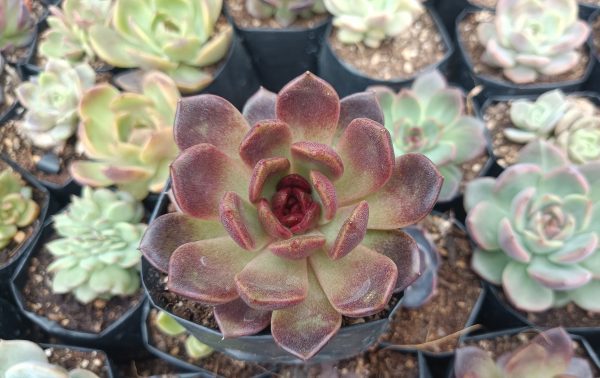 Echeveria Black Witch Hybrid in a garden landscape