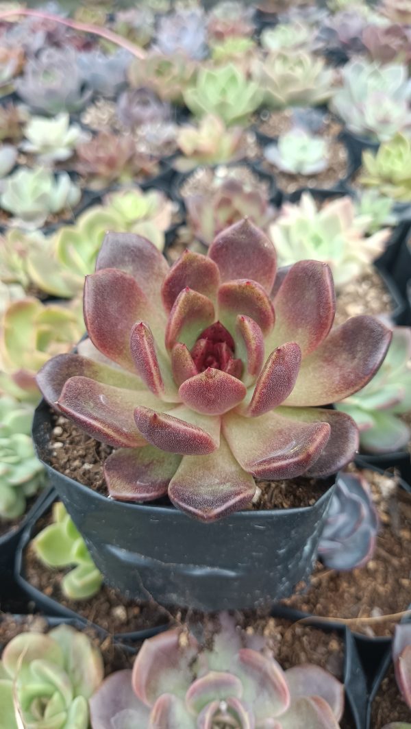 Succulent arrangement featuring Echeveria Black Witch Hybrid