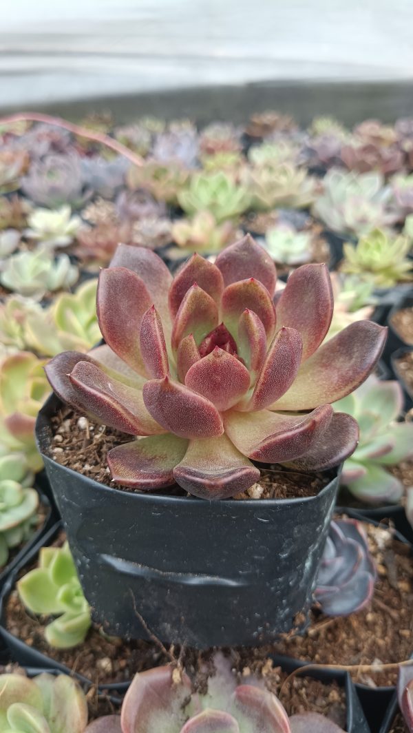 Echeveria Black Witch Hybrid adding elegance to a home decor