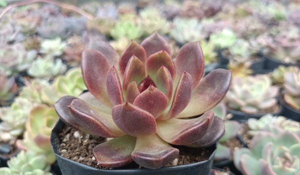 Close-up of vibrant Echeveria Black Witch Hybrid leaves