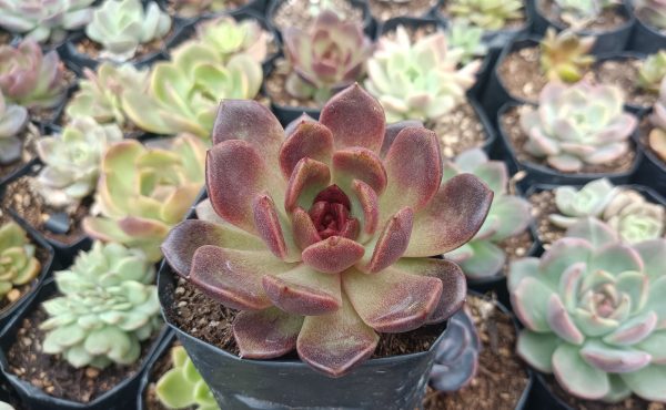 Echeveria Black Witch Hybrid succulent in a modern office setting