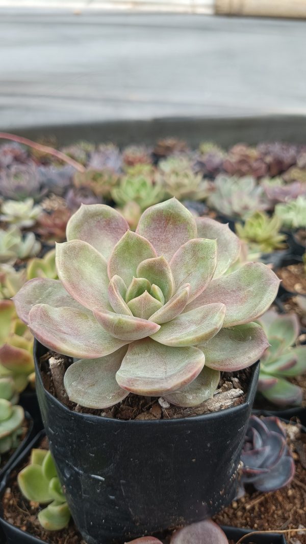 Close-up of Echeveria Hybrid Agavoid succulent in garden.