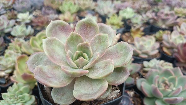 Echeveria Hybrid Agavoid succulent in stylish pot.