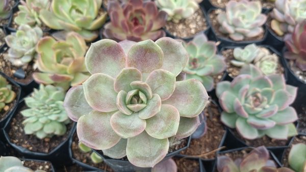 Echeveria Hybrid Agavoid plant with red-edged leaves.