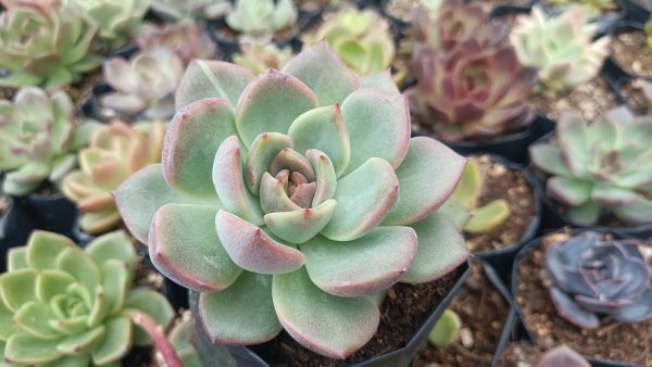 Echeveria Apus on a sunny windowsill in a home office