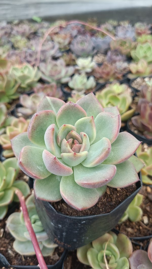 Echeveria Apus thriving in a garden arrangement