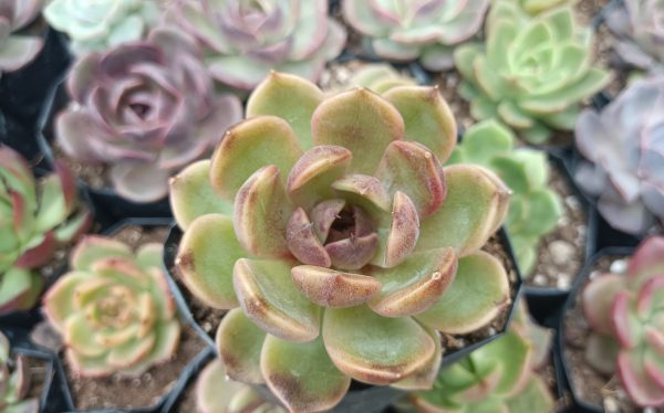 Close-up of Echeveria Mirine leaves showing intricate patterns