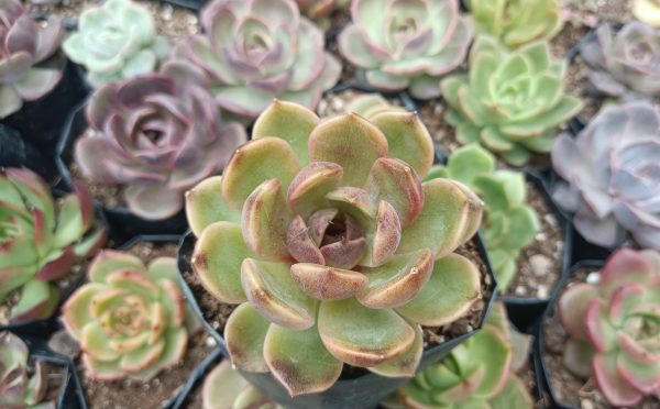 Echeveria Mirine in a decorative pot