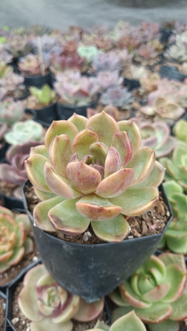 Echeveria Mirine in a garden setting