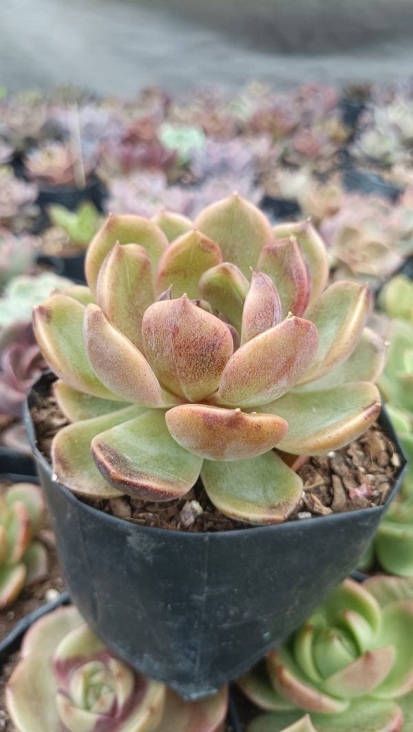 Echeveria Mirine on a sunny windowsill