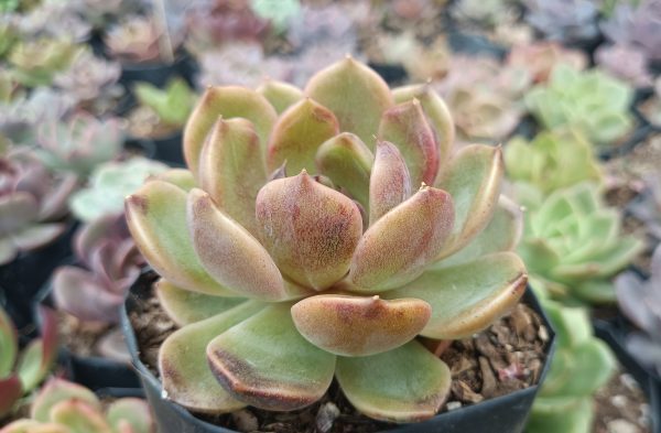 Echeveria Mirine rosette view