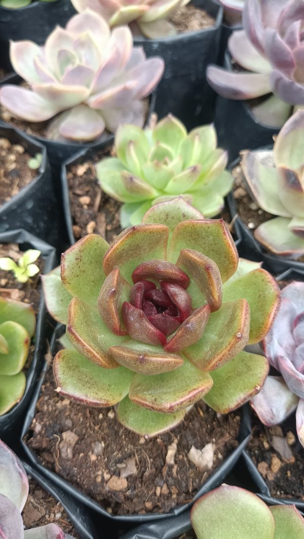 Close-up of Black Queen Echeveria's dark, rosette leaves