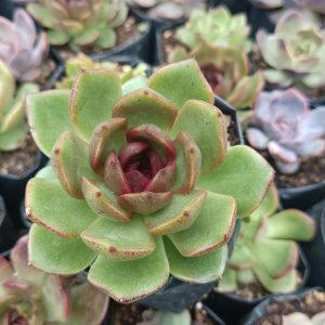 Black Queen Echeveria plant with green and red-tipped leaves