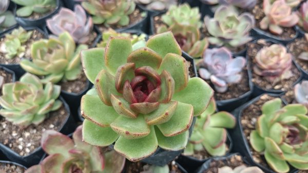 Black Queen Echeveria plant with green and red-tipped leaves