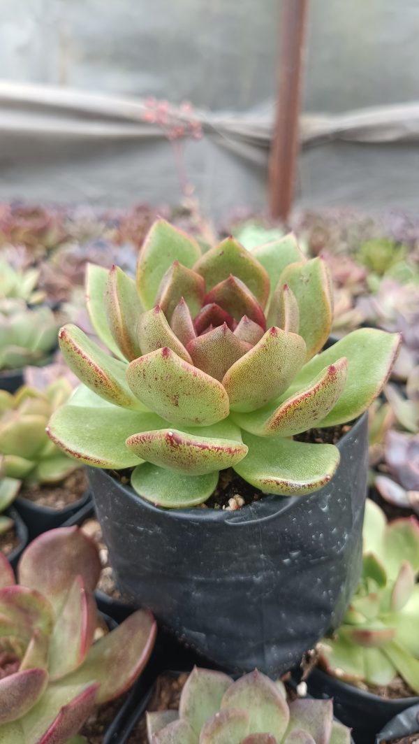 Echeveria Agavoides Black Queen Succulent in a garden setting