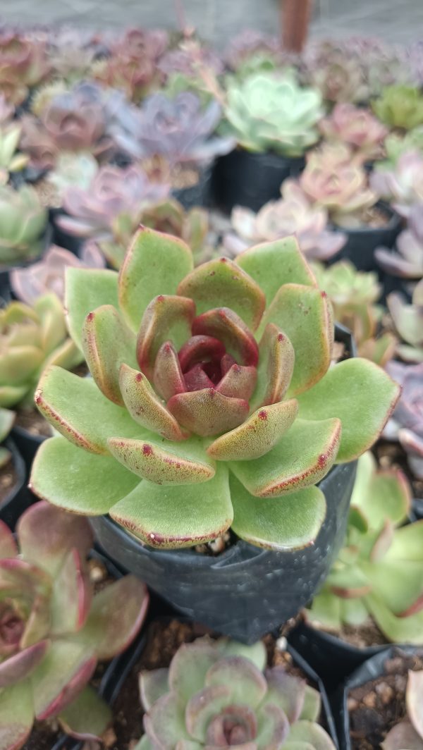 Succulent plant with dark leaves - Echeveria Agavoides Black Queen