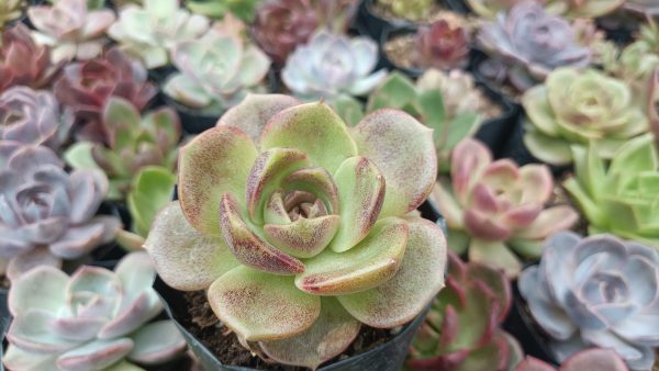 Echeveria Agavoides Blood Maria succulent with deep red leaves