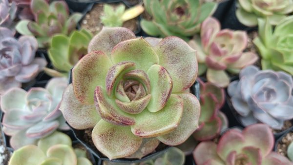 Close-up of Echeveria Agavoides Blood Maria showing leaf texture