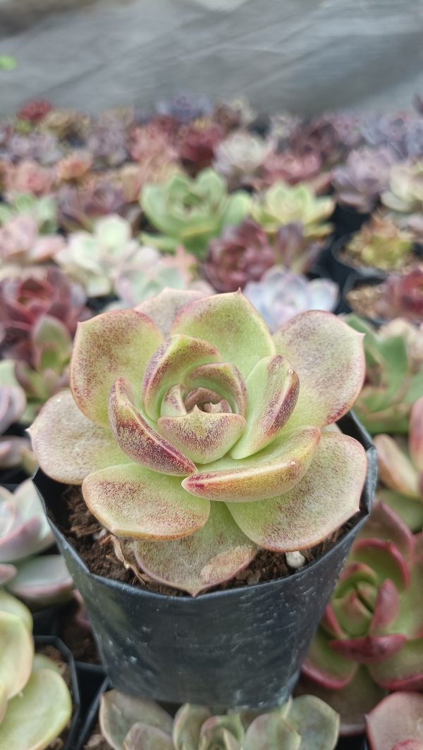 Echeveria Agavoides Blood Maria in a decorative pot