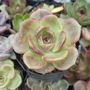 Echeveria Agavoides Blood Maria in a garden setting