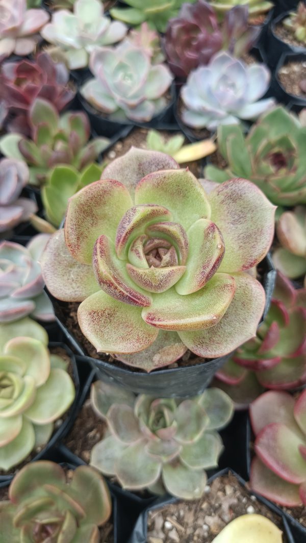 Echeveria Agavoides Blood Maria in a garden setting