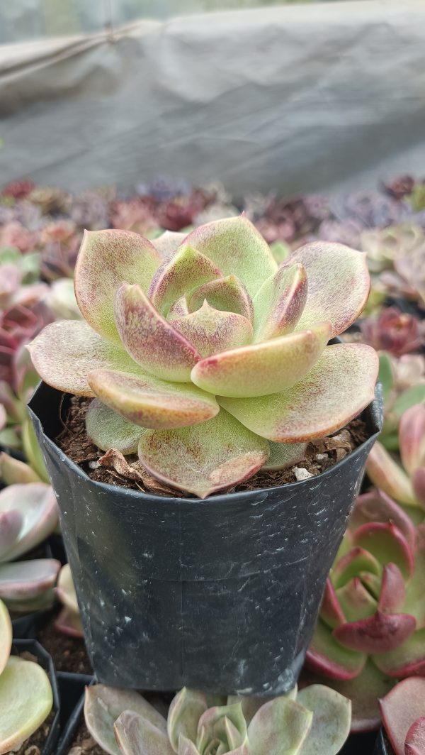 Echeveria Agavoides Blood Maria on a sunny windowsill