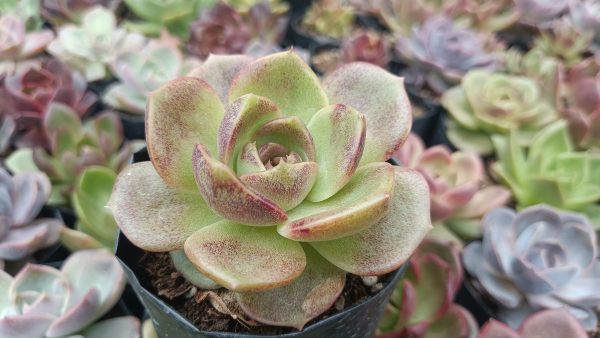 Echeveria Agavoides Blood Maria rosette view