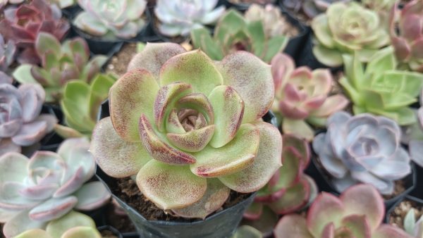 Echeveria Agavoides Blood Maria in a succulent arrangement