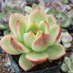 Agavoides Crystal Rose Hybrid Succulent with vibrant pink-red tips