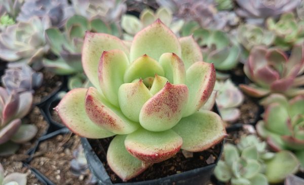 Agavoides Crystal Rose Hybrid Succulent with vibrant pink-red tips