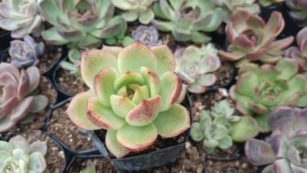 Close-up of Agavoides Crystal Rose showing color gradient