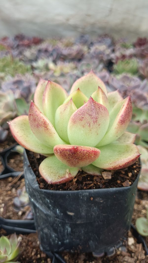 Agavoides Crystal Rose Succulent in a stylish ceramic pot