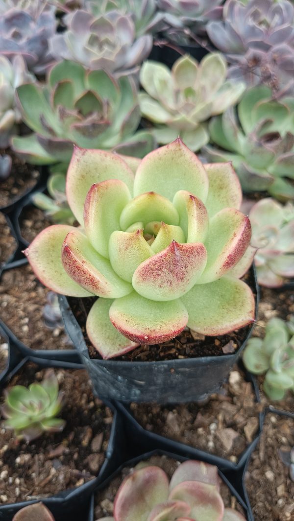 Agavoides Crystal Rose in garden arrangement