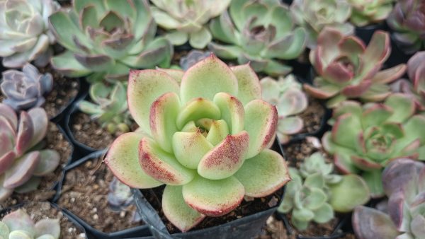 Agavoides Crystal Rose on sunny windowsill