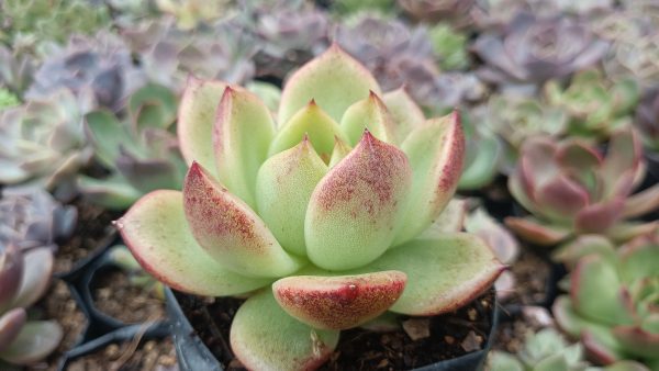 Agavoides Crystal Rose Hybrid Succulent rosette view