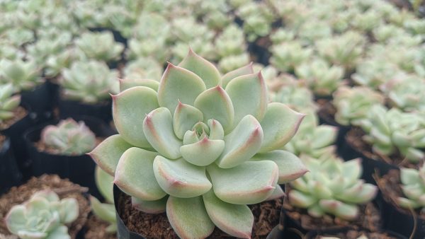 Echeveria Apus Succulent in a stylish ceramic pot