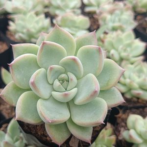 Close-up of Echeveria Apus showing pink-edged leaves