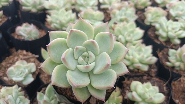 Close-up of Echeveria Apus showing pink-edged leaves