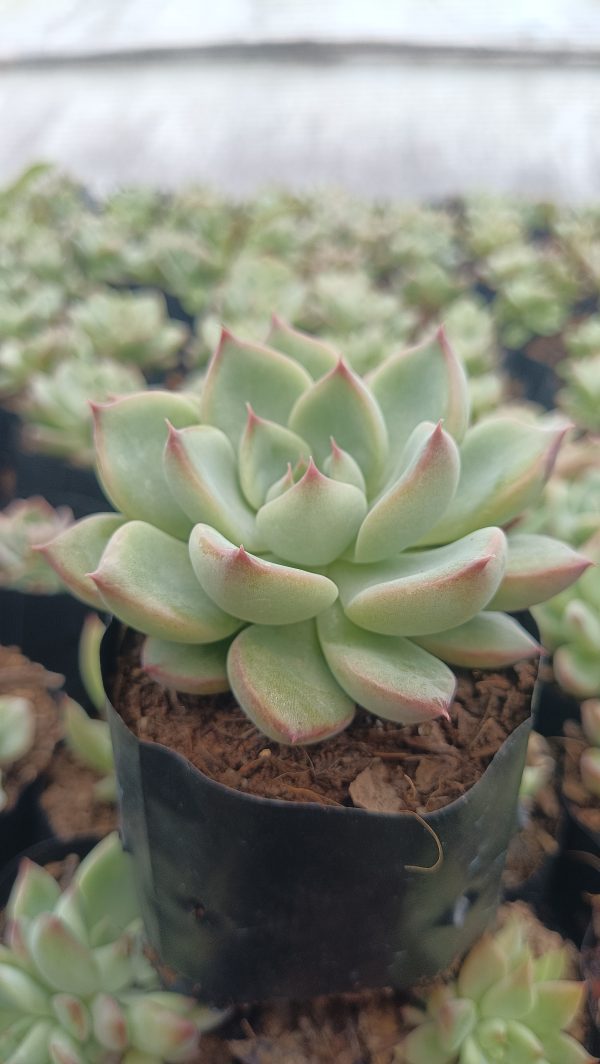 Echeveria Apus Succulent Hybrid with blue-green rosette leaves