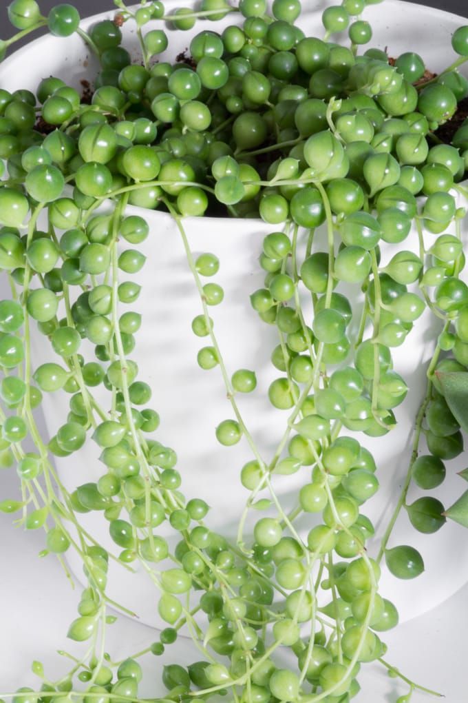 Variegated String of Pearls Online – Buy Rare Succulent