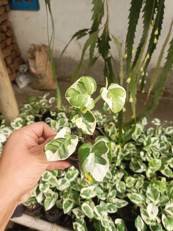 Variegated Money Plant (Pothos) with green and white leaves.