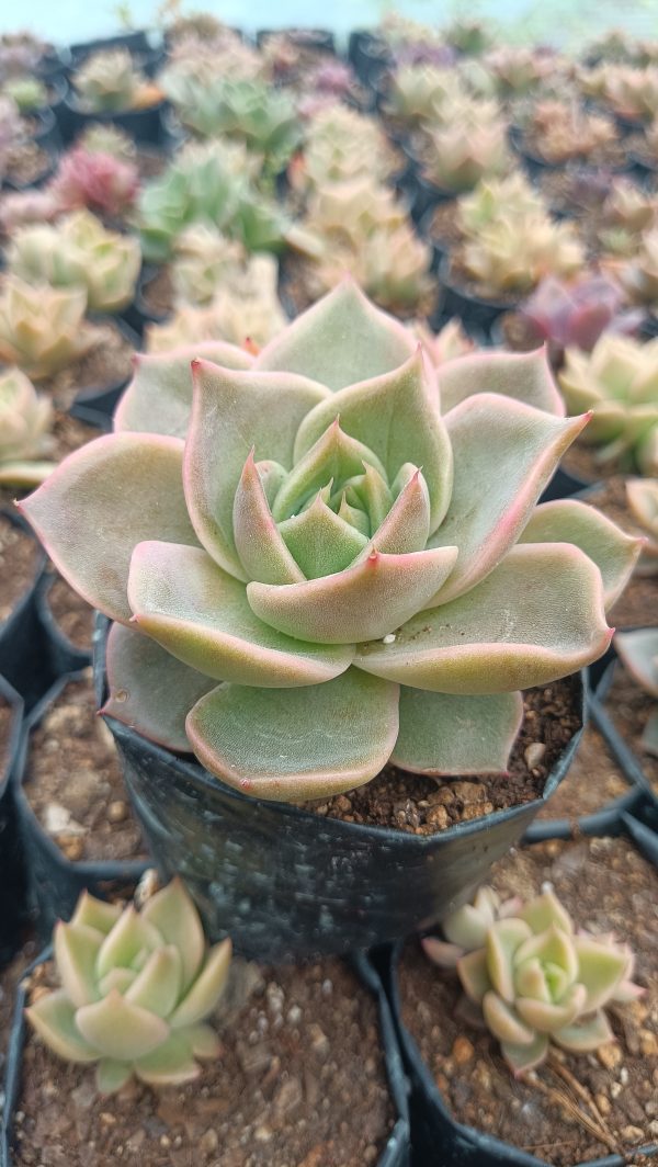 Vibrant Hybrid Agavoid x Lola Succulent.