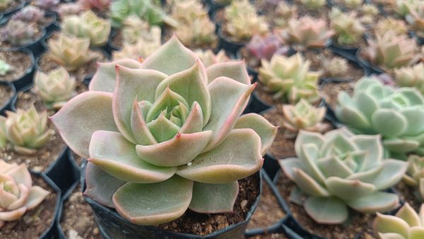 hybrid lola echeveria succulents