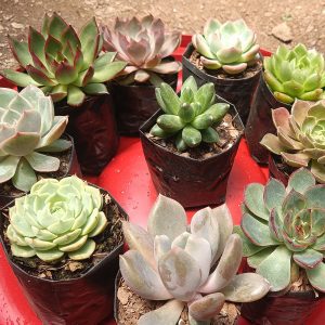 Succulents Combo Set in various shapes and colors.