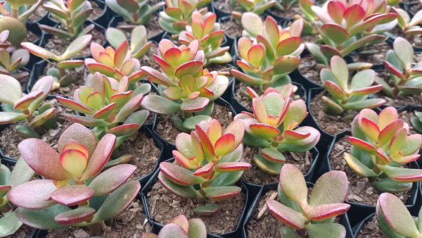 Green Golden Jade Plant (Crassula Ovata) in a decorative pot