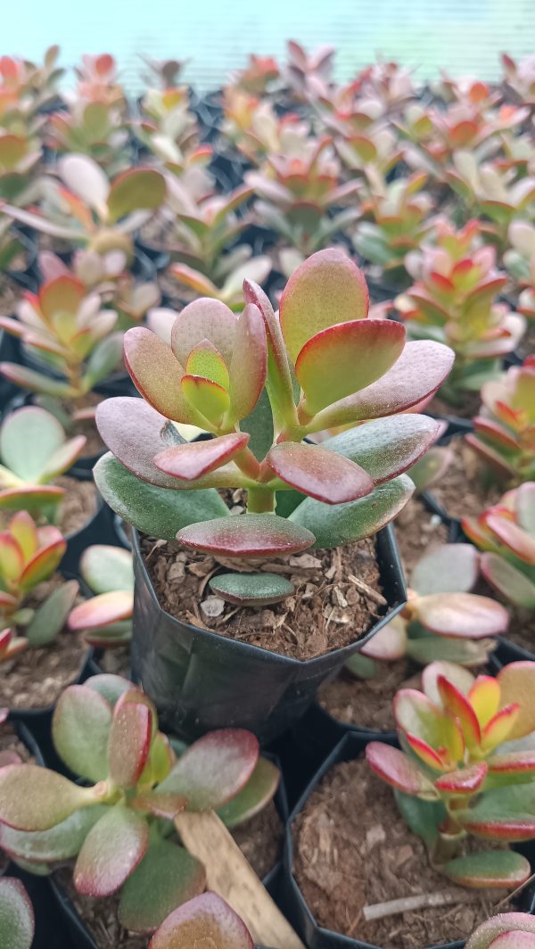 Close-up of Green Golden Jade Plant leaves with golden edges